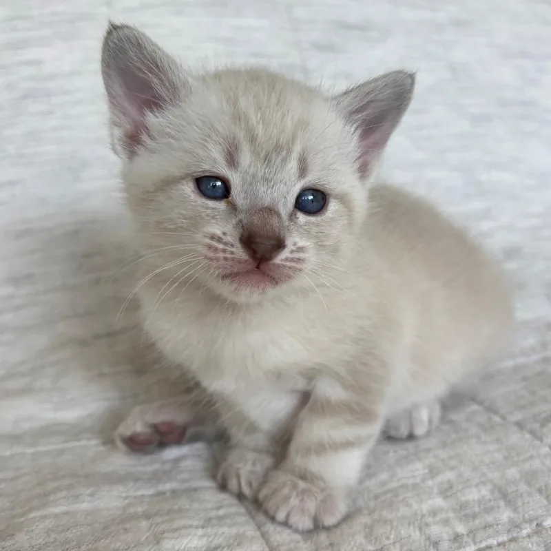 Toulouse thumbnail 4