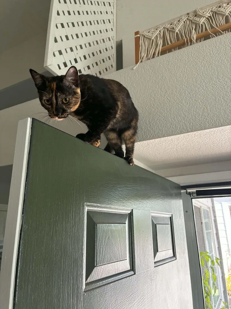 A baby extra large-sized female Tortoiseshell Domestic Short Hair cat named Hathor INDOOR ONLY for adoption in Stockton, CA