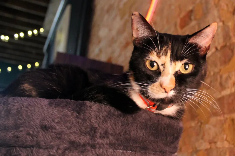 A young medium-sized female Calico Domestic Short Hair cat named Kim for adoption in Guthrie, OK