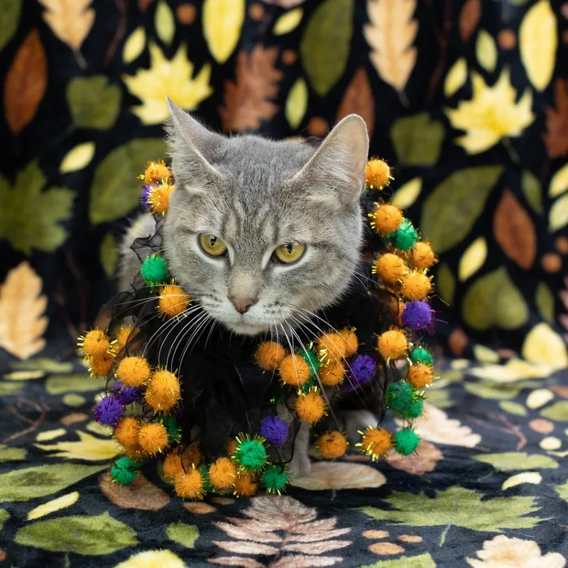 Cryptidc thumbnail 2