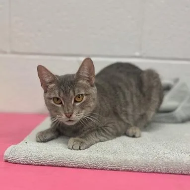 Cryptidc thumbnail 4