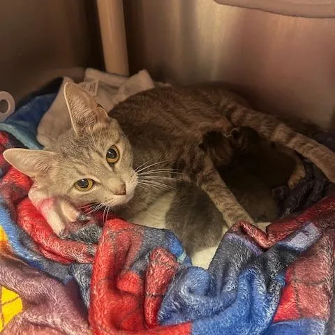 Cryptidc thumbnail 6