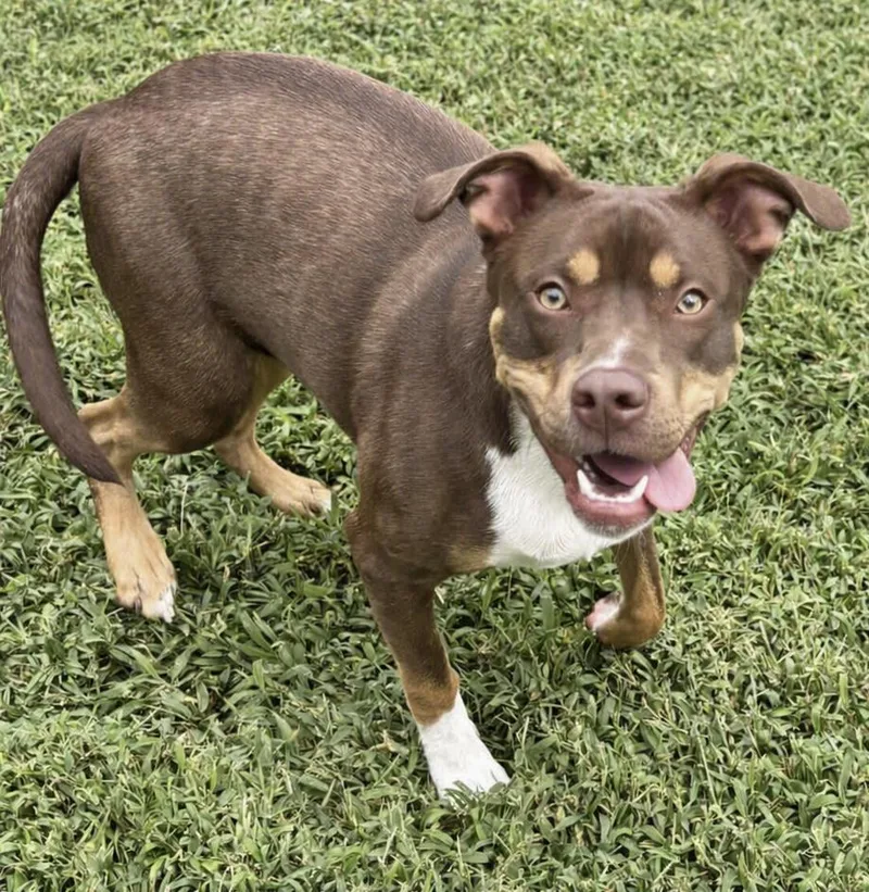 A young medium-sized male Terrier dog named Groot for adoption in Waldorf, MD