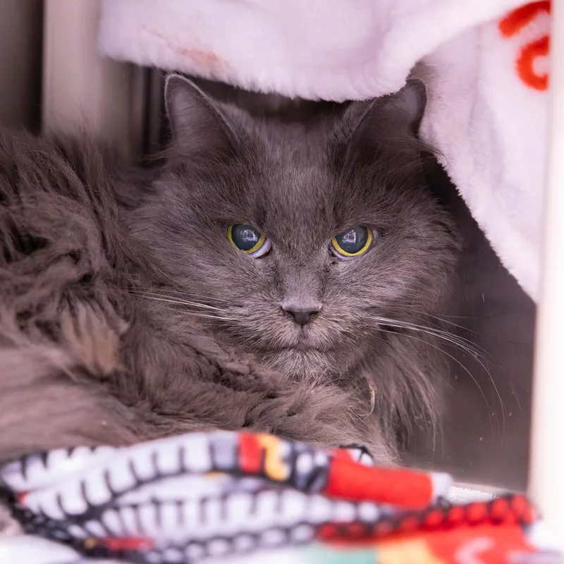 A senior medium-sized female Gray / Blue / Silver Domestic Long Hair cat named Petal for adoption in Mentor, OH