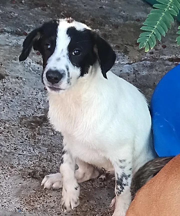 A young medium-sized male White / Cream Mixed Breed dog named Bently for adoption in Mexia, TX