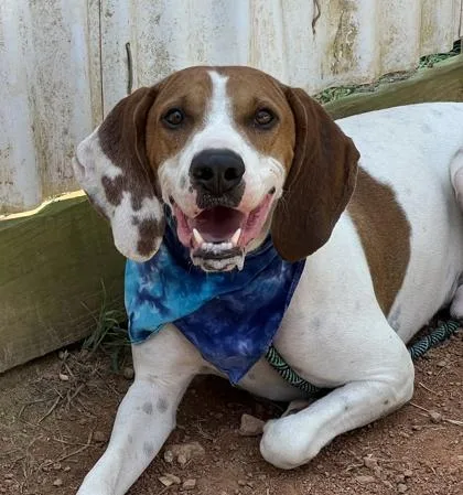 A young large-sized male Treeing Walker Coonhound dog named Scout $ for adoption in Seneca, SC