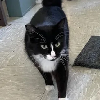 An adult medium-sized female Black & White / Tuxedo Domestic Long Hair cat named Tigra for adoption in Rochester, WA