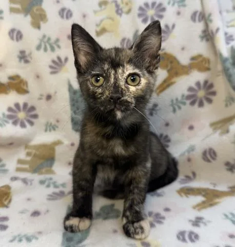 A baby small-sized female Domestic Short Hair cat named Riviera for adoption in Los Angeles, CA