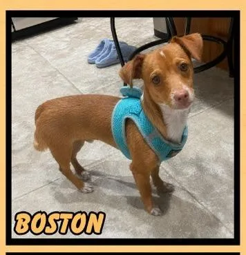 A baby small-sized male Chihuahua dog named Boston for adoption in Mesa, AZ