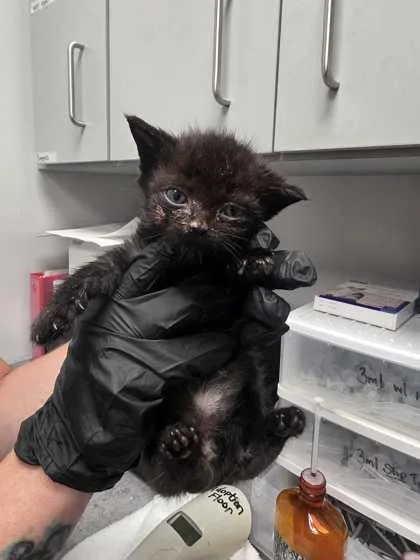 A baby small-sized male Domestic Short Hair cat named Meowlius for adoption in Sevierville, TN