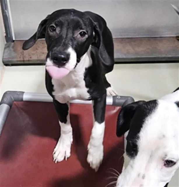 A baby small-sized female Pit Bull Terrier dog named Amelia for adoption in Bakersfield, CA
