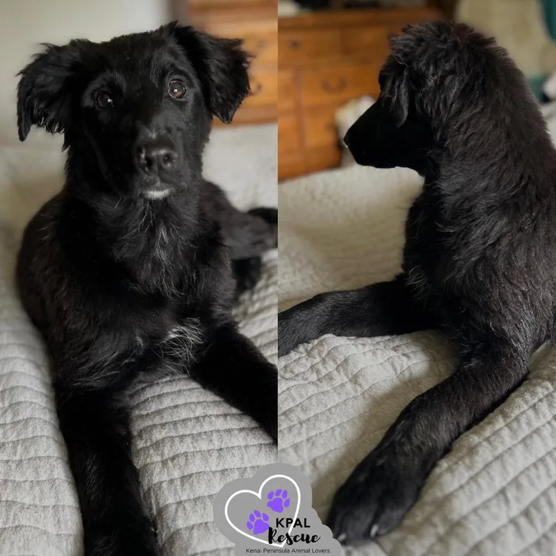 A baby large-sized female Tricolor (Brown, Black, & White) Mixed Breed dog named Yeehaw  Yeehaw Litter for adoption in Kenai, AK