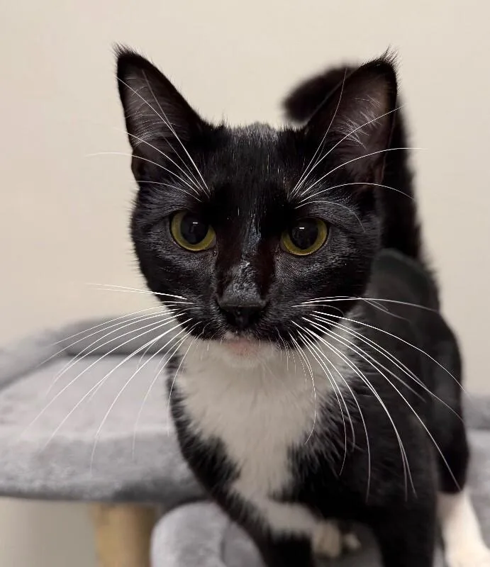 A young medium-sized male Domestic Short Hair cat named Binx for adoption in Yankton, SD