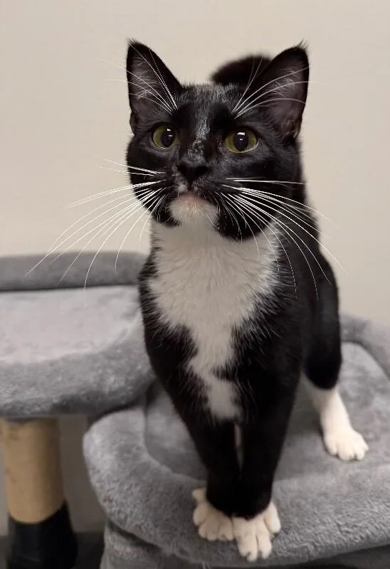 Binx thumbnail 2