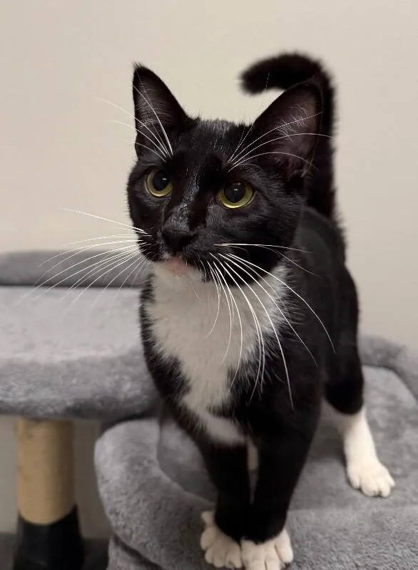 Binx thumbnail 3