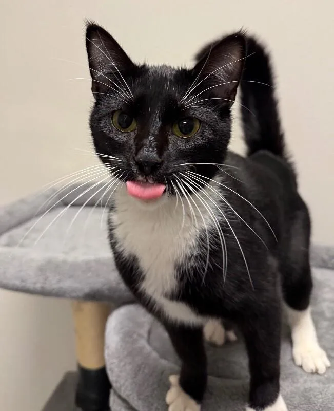 Binx thumbnail 4