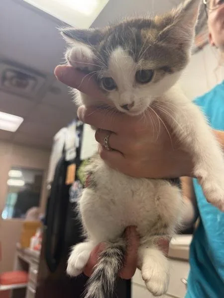 A baby small-sized male Domestic Short Hair cat named Valve for adoption in Salisbury, MD