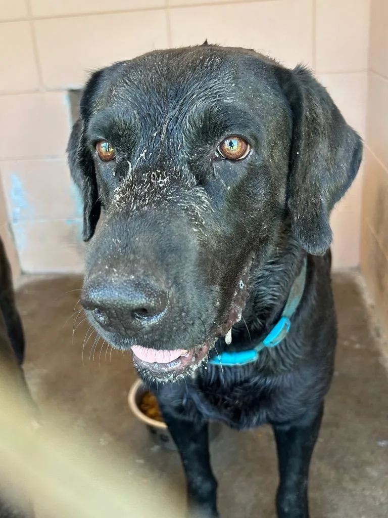 An adult medium-sized male Labrador Retriever dog named Clyde for adoption in Gautier, MS