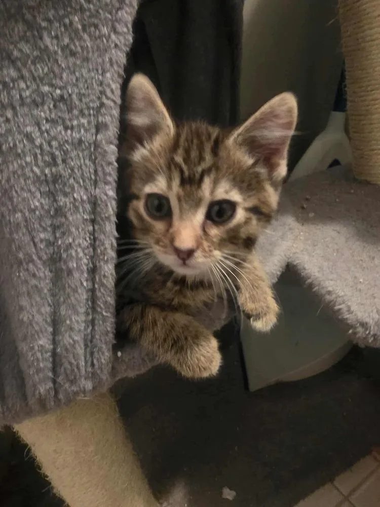 A baby small-sized male Brown / Chocolate Domestic Short Hair cat named Discovery for adoption in Chicago, IL