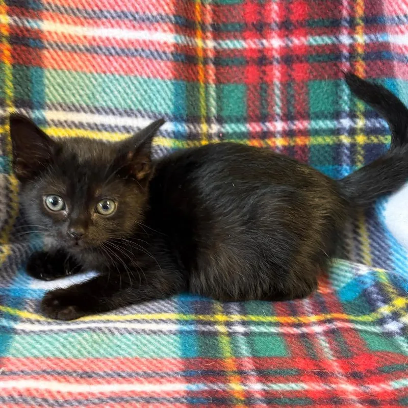 A baby small-sized female Black Domestic Short Hair cat named Greer for adoption in Mount Juliet, TN
