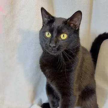 A young medium-sized male Black Domestic Short Hair cat named Magpie for adoption in Minneapolis, MN
