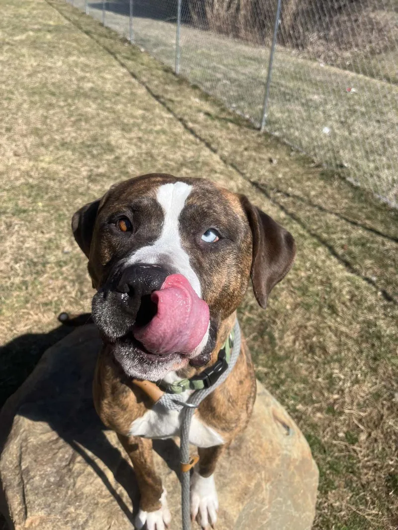 An adult large-sized male American Staffordshire Terrier dog named D.o.g. for adoption in Front Royal, VA
