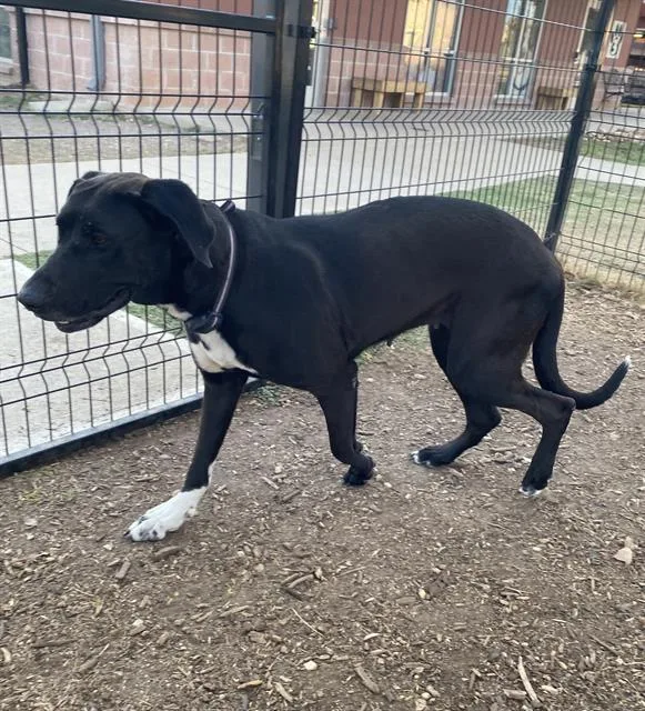 An adult large-sized female Great Dane dog named Maleficent for adoption in San Antonio, TX