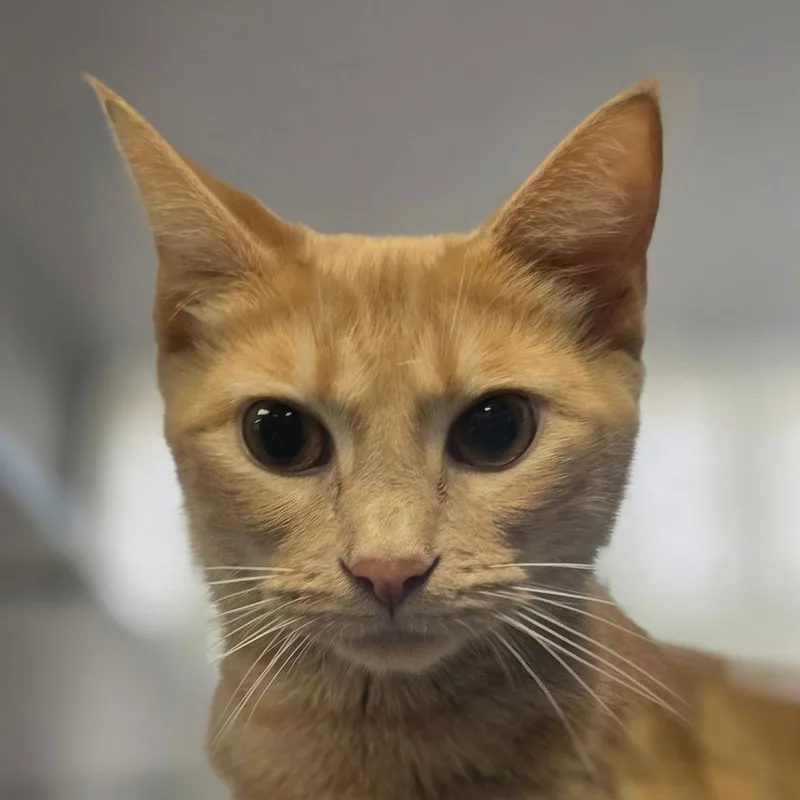 An adult medium-sized female Orange / Red Domestic Short Hair cat named Libby for adoption in Huntsville, AL
