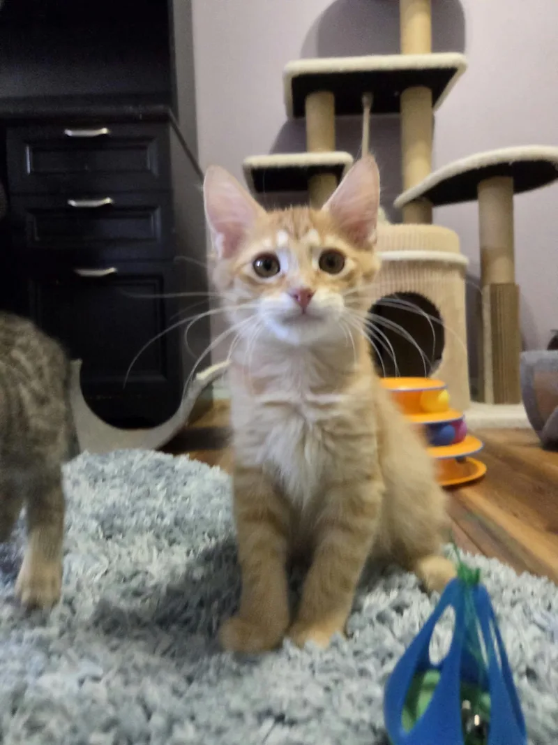A baby medium-sized male Tabby (Orange / Red) Domestic Medium Hair cat named Impala for adoption in Loveland, CO