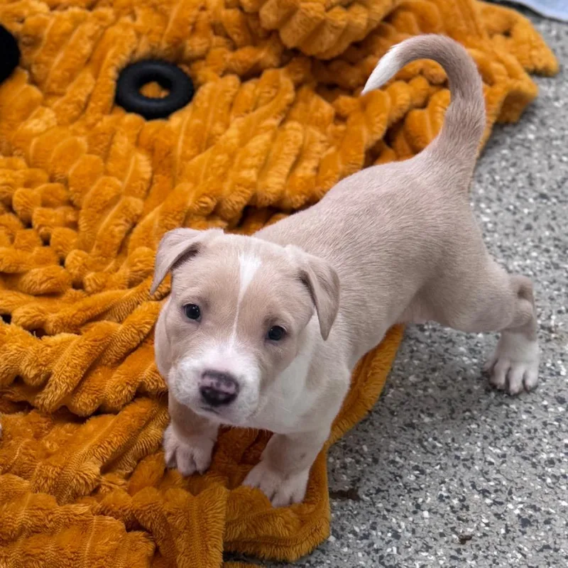 A baby medium-sized female Yellow / Tan / Blond / Fawn Pit Bull Terrier dog named Pixel for adoption in Kanab, UT