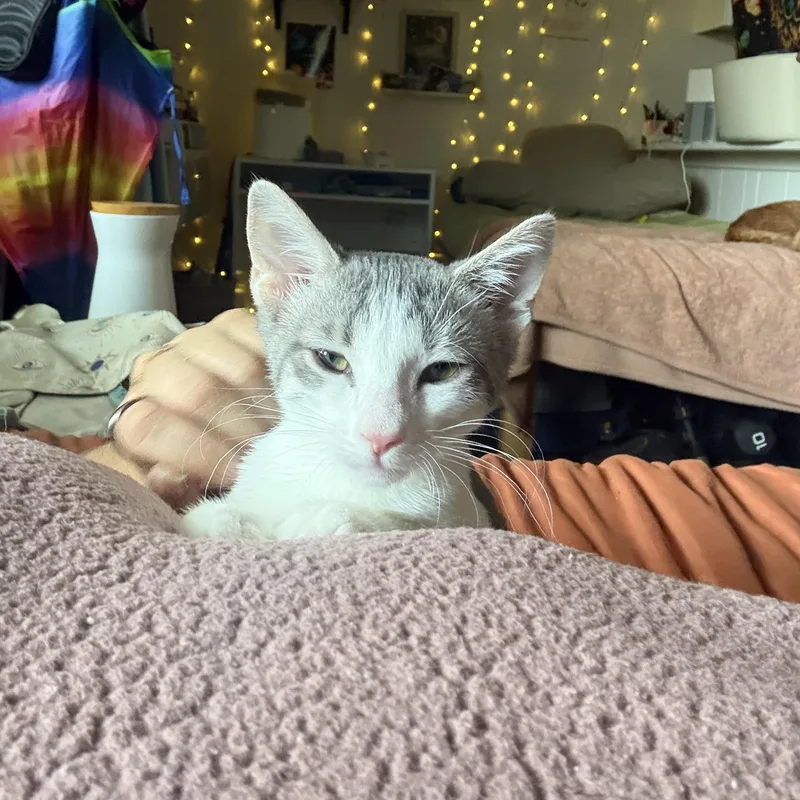 A young medium-sized female Domestic Short Hair cat named Hart for adoption in Mount Rainier, MD