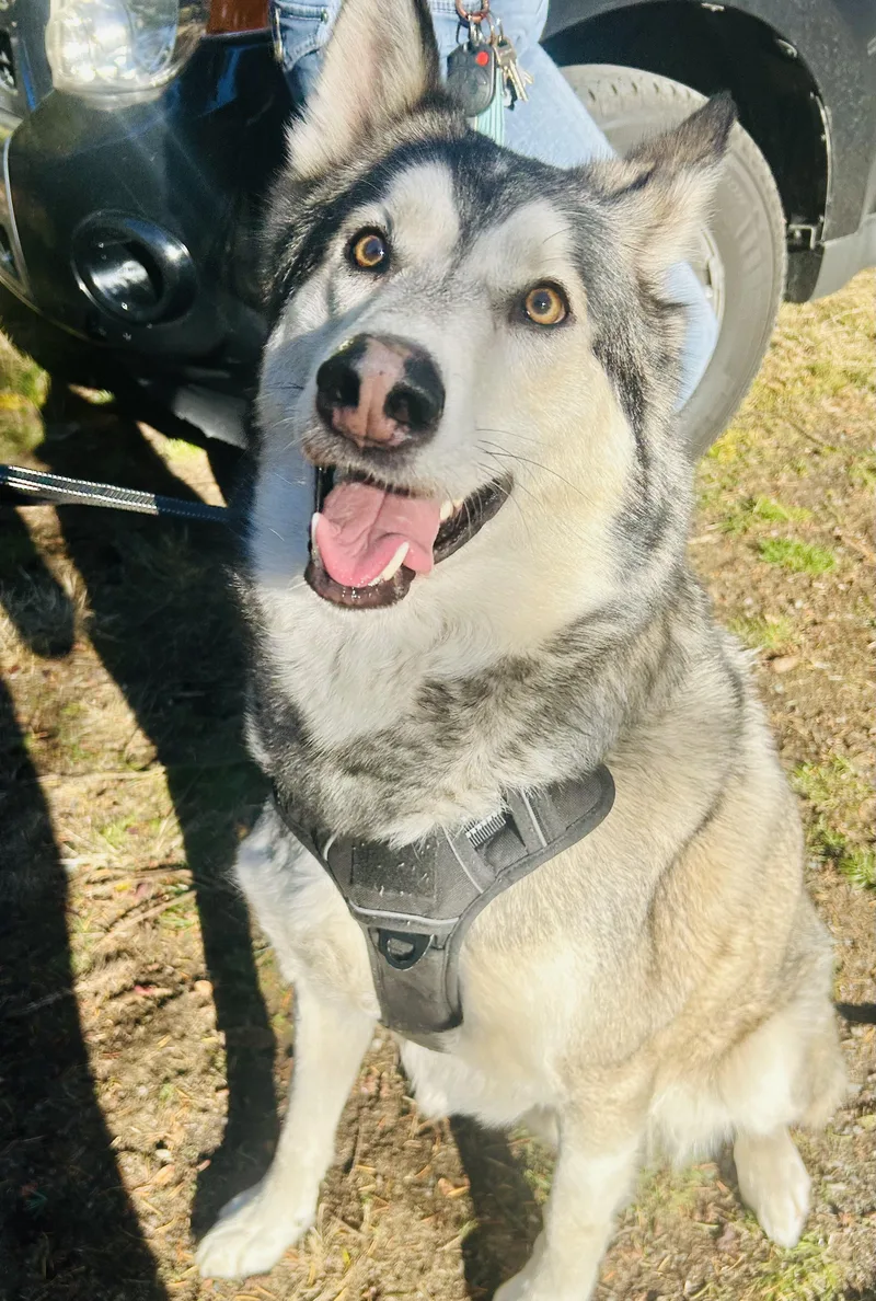 An adult large-sized male Husky dog named Dalton for adoption in Olympia, WA
