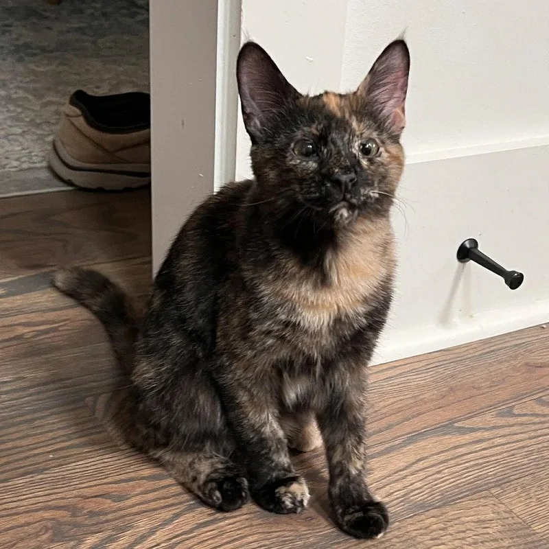 A baby medium-sized female Domestic Short Hair cat named Marmoset for adoption in Candler, NC