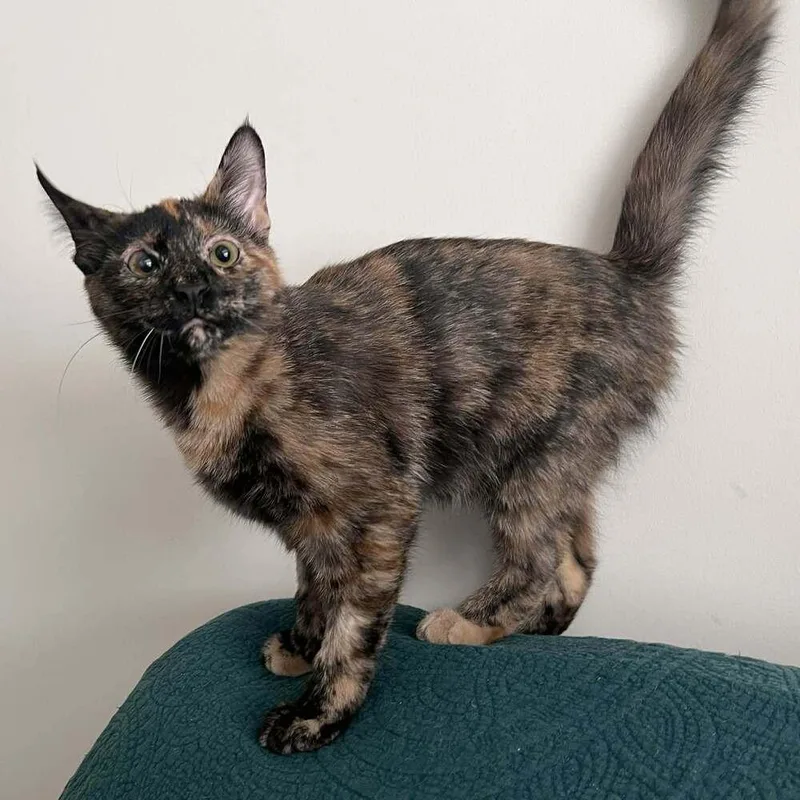 Marmoset thumbnail 2