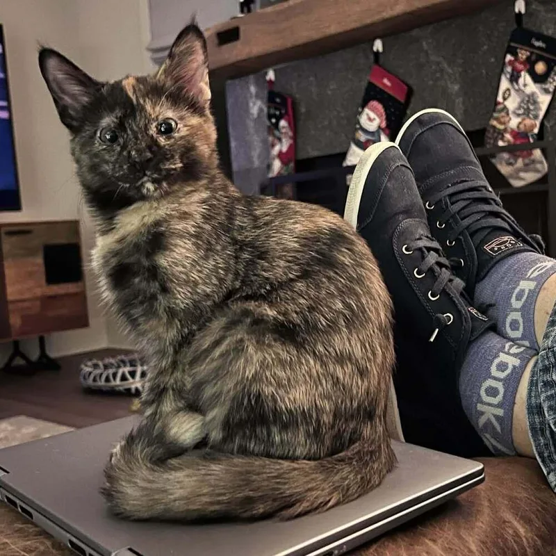 Marmoset thumbnail 3