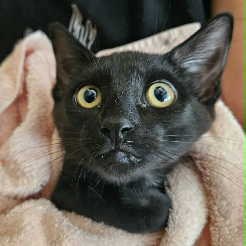 A young small-sized female Black Domestic Short Hair cat named GoGo for adoption in Fairway, KS