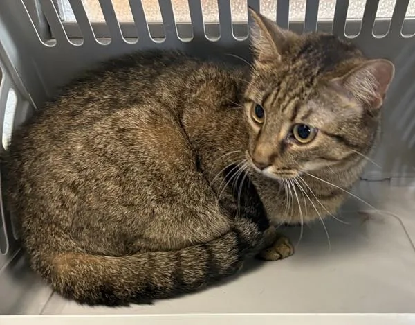 A young small-sized female Domestic Short Hair cat named Ifc Lola for adoption in Lawrenceville, GA