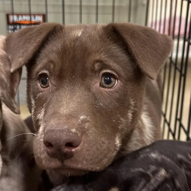 A baby small-sized male Brown / Chocolate Mixed Breed dog named Sombrero for adoption in Park City, UT