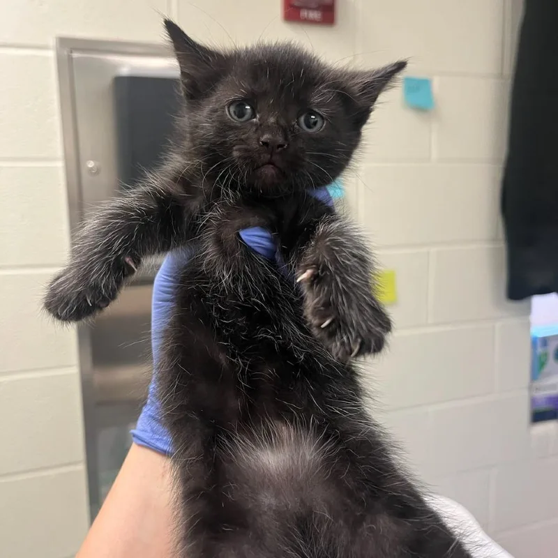 A baby small-sized female Domestic Short Hair cat named Kumquat for adoption in Charlottesville, VA