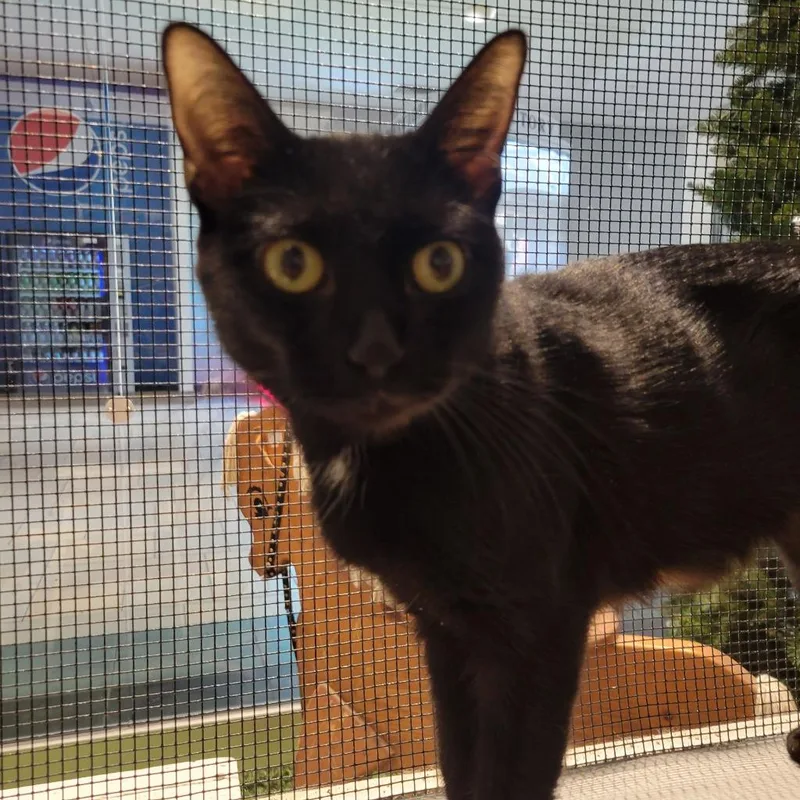 A young medium-sized female Domestic Short Hair cat named Bethany for adoption in St. Cloud, MN