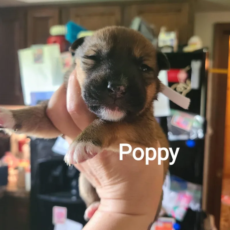A baby medium-sized female Pit Bull Terrier dog named Poppy for adoption in Pleasant Ridge, MI