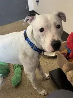 A young medium-sized male White / Cream Pit Bull Terrier dog named Carvey for adoption in Cleveland, OH