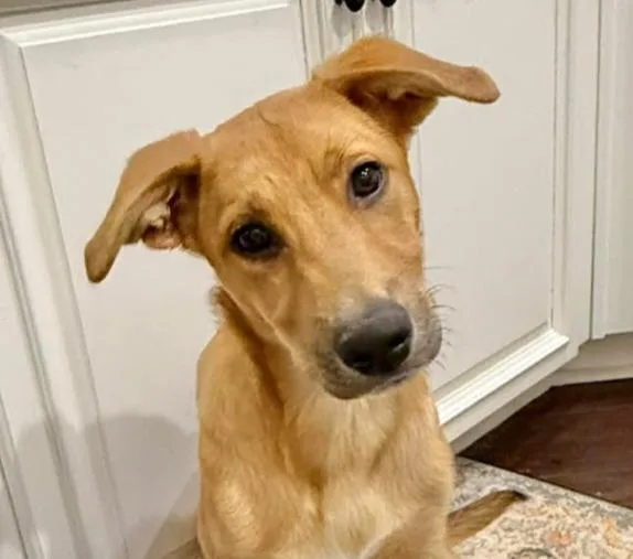 A baby extra large-sized female Shepherd dog named Cinnamon for adoption in North Syracuse, NY