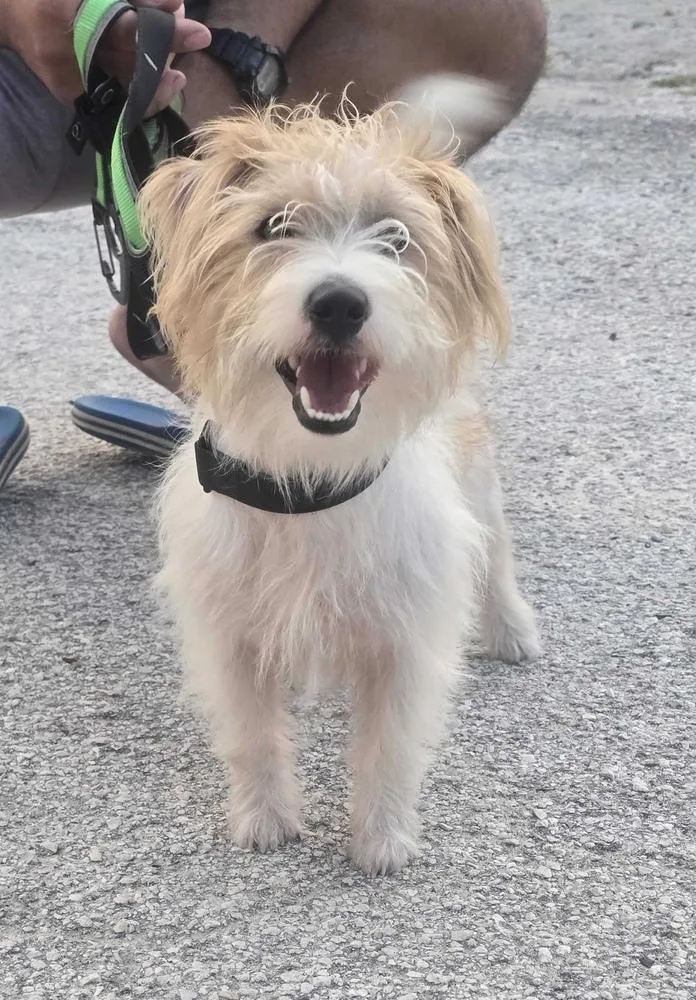 An adult small-sized male Terrier dog named Dave for adoption in Lakeland, FL