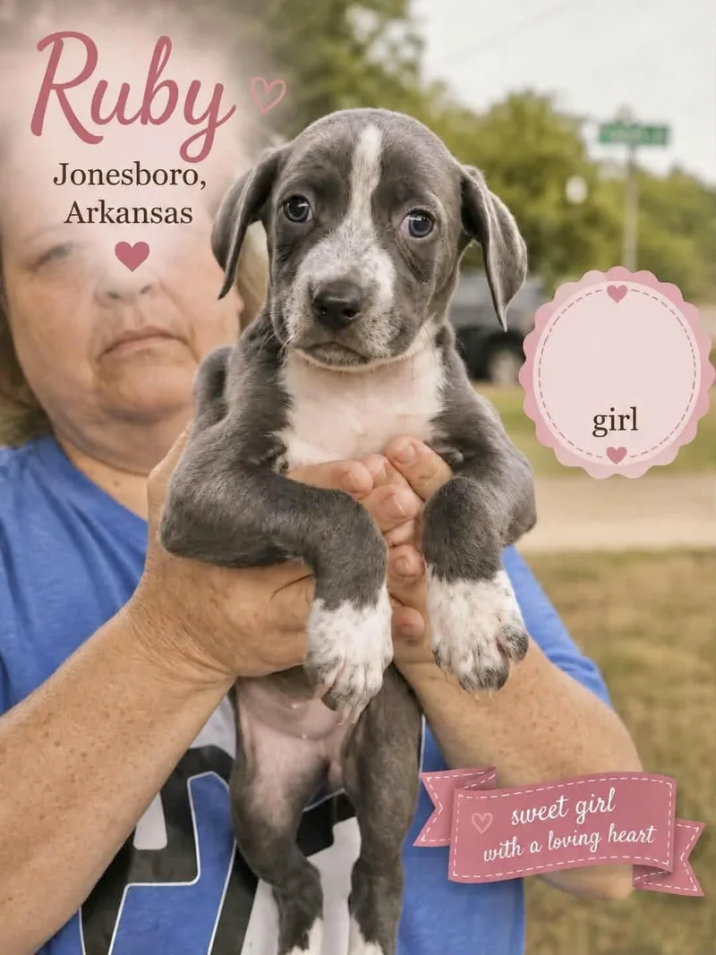A baby medium-sized female Labrador Retriever dog named Ruby for adoption in Manchester, CT