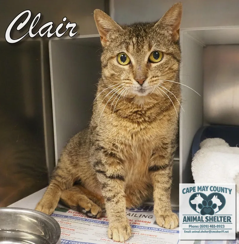 An adult medium-sized female Domestic Short Hair cat named Clair for adoption in Cape May Court House, NJ