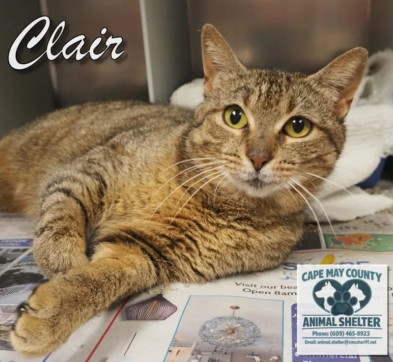 Clair thumbnail 2