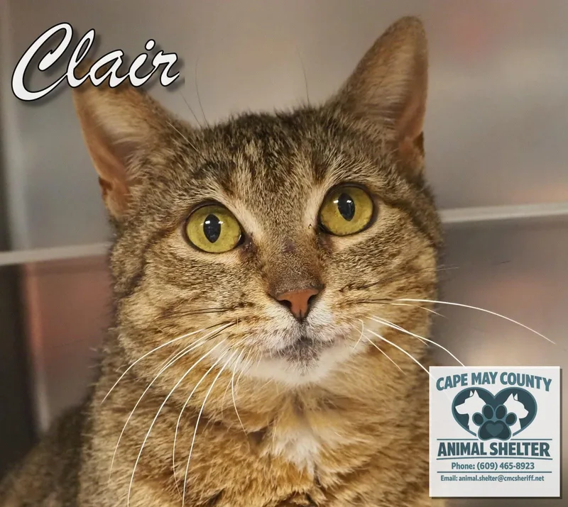 Clair thumbnail 3