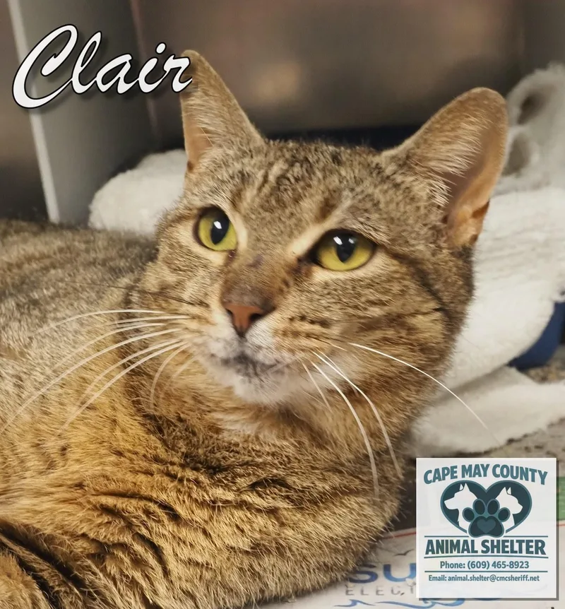 Clair thumbnail 4