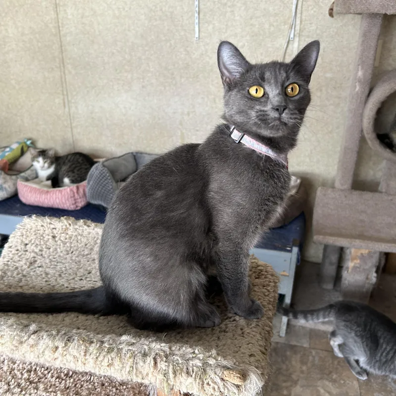 An adult medium-sized female Gray / Blue / Silver Domestic Short Hair cat named Millicent for adoption in La Salle, IL
